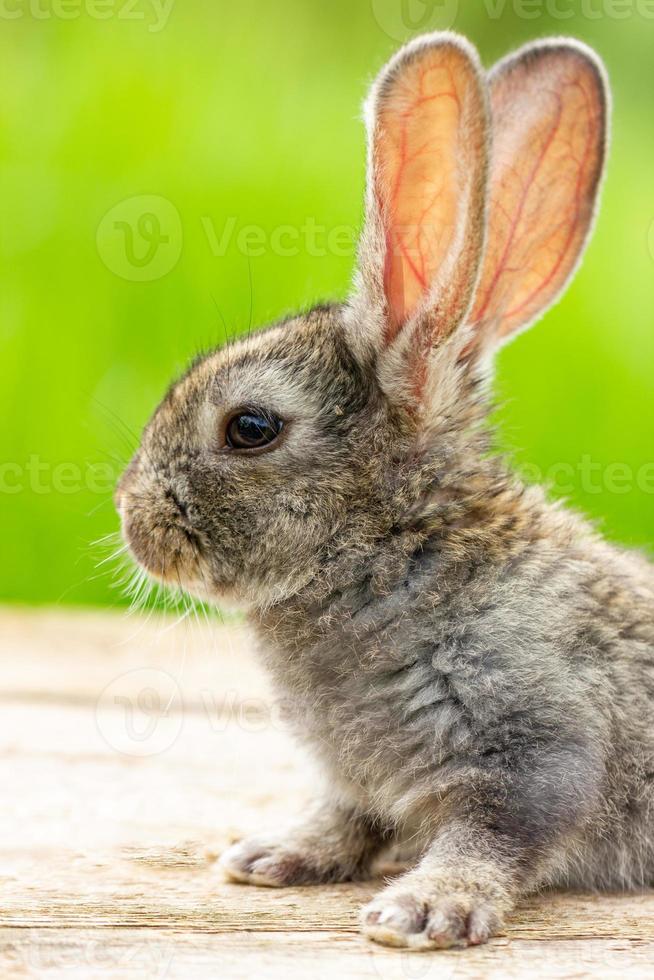 hermoso conejo gris divertido sobre un fondo verde natural foto