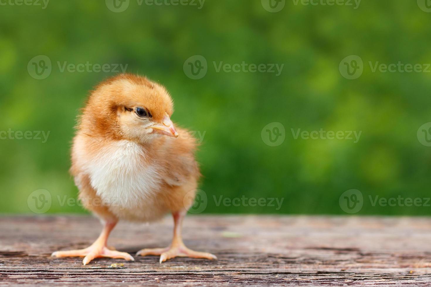 Cute little chicken on a wooden background photo