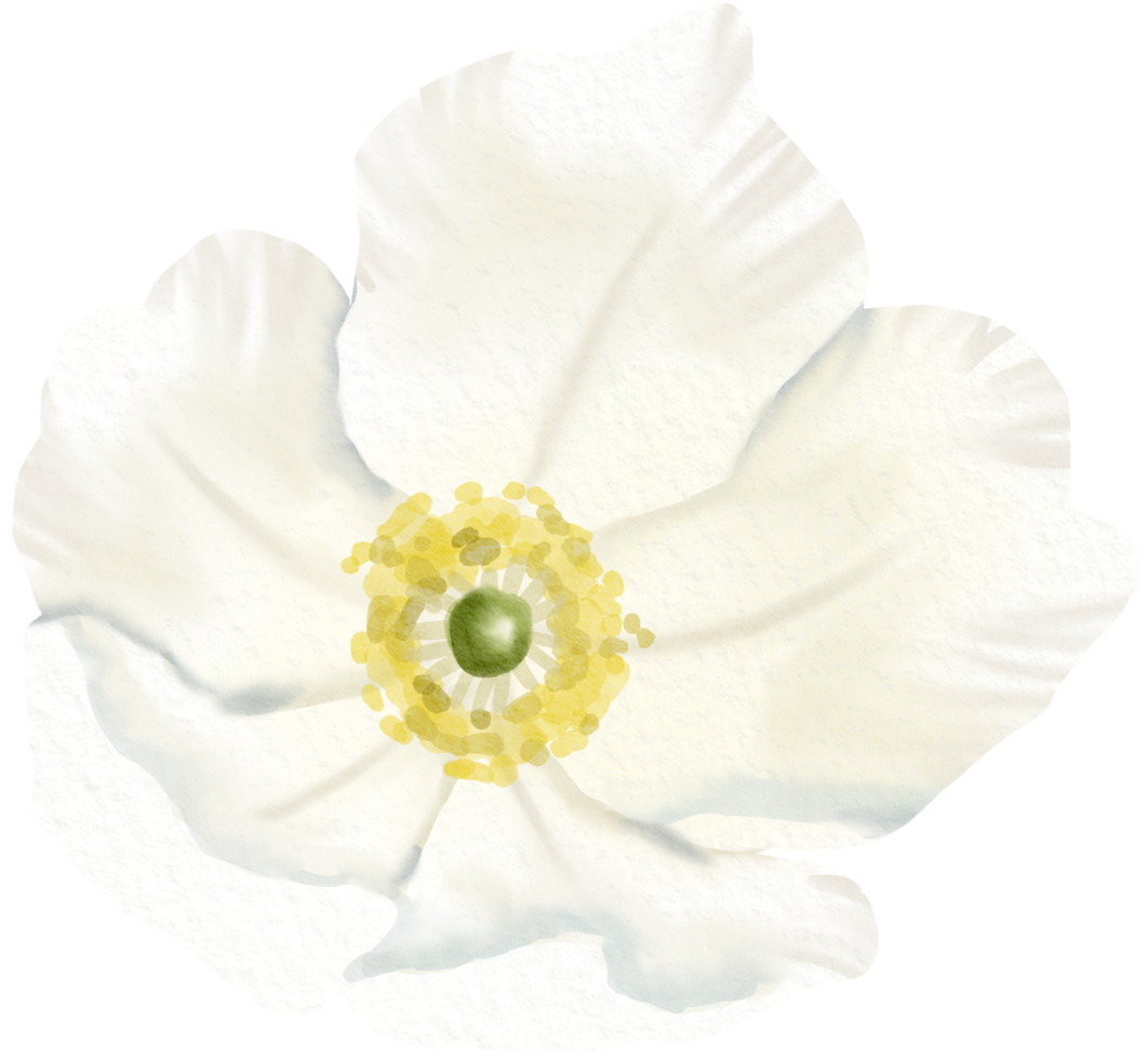 vattenfärg blommig botanisk hand måla png