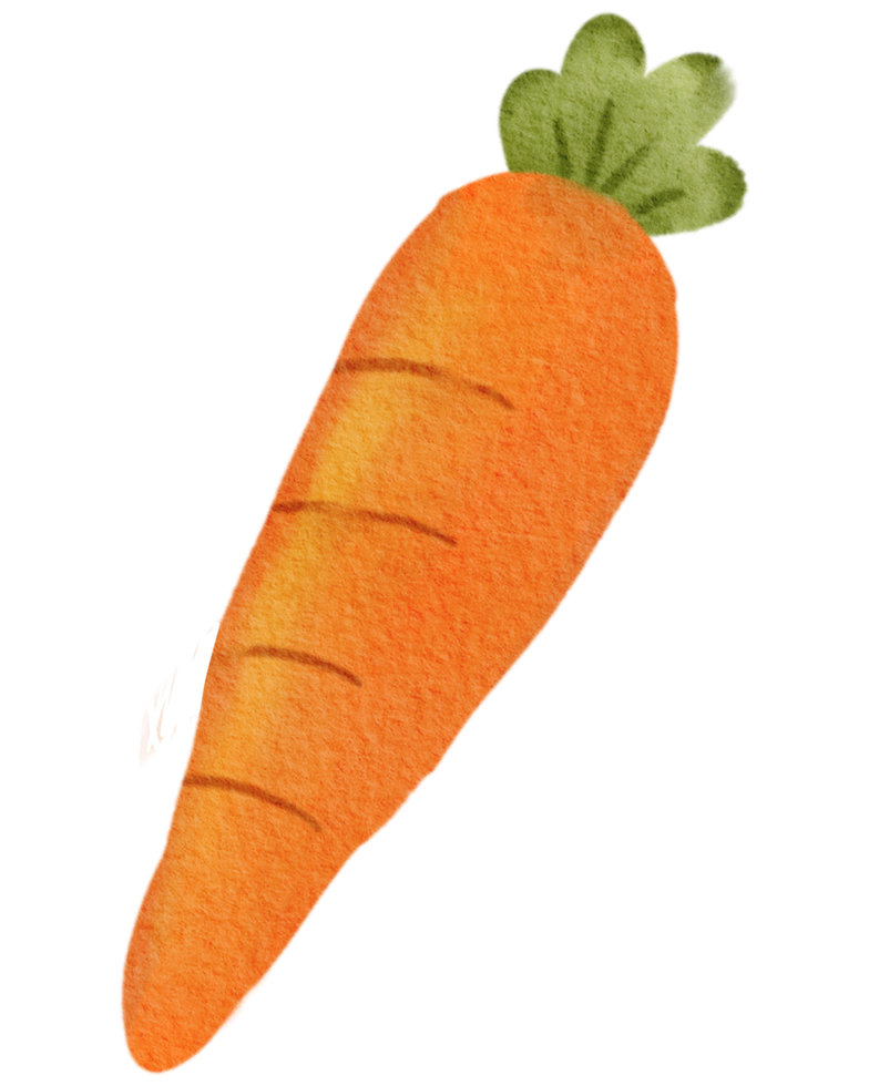 Carrot vegetable watercolor png