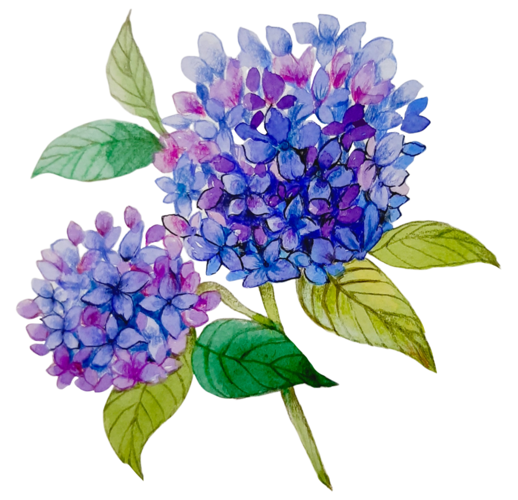 pintura de mano botánica floral acuarela png