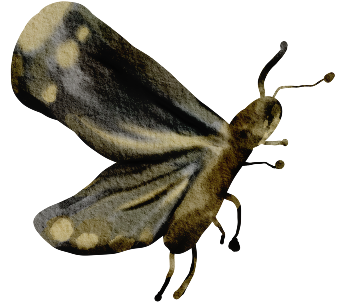 mariposa acuarela insecto pintado a mano png