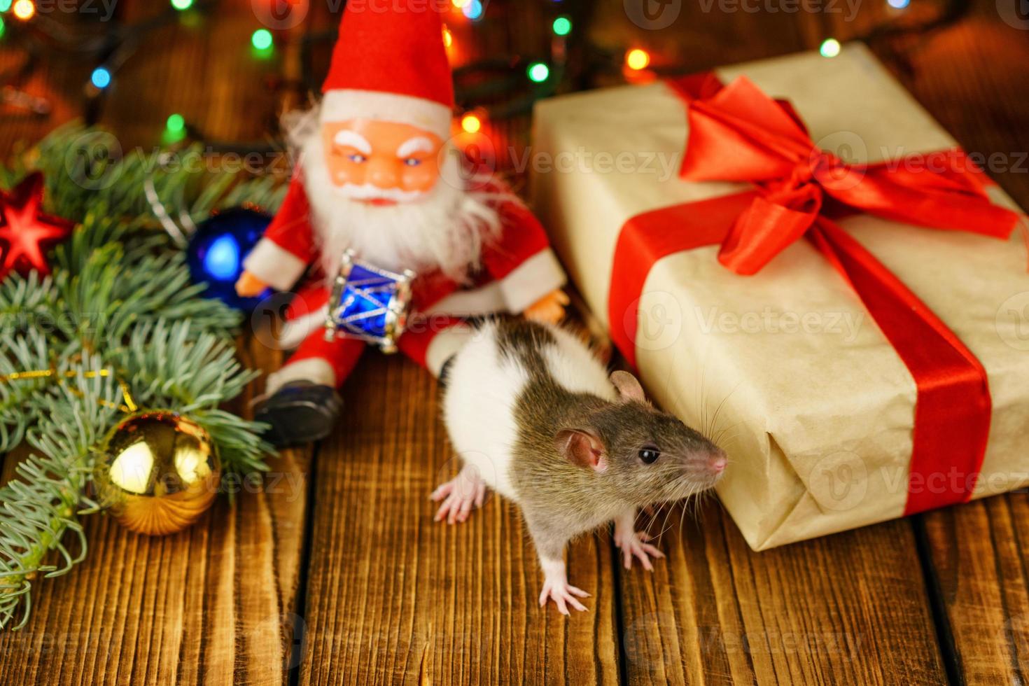 happy rat on with Santa Claus and gift on wooden background multicolored bokeh photo