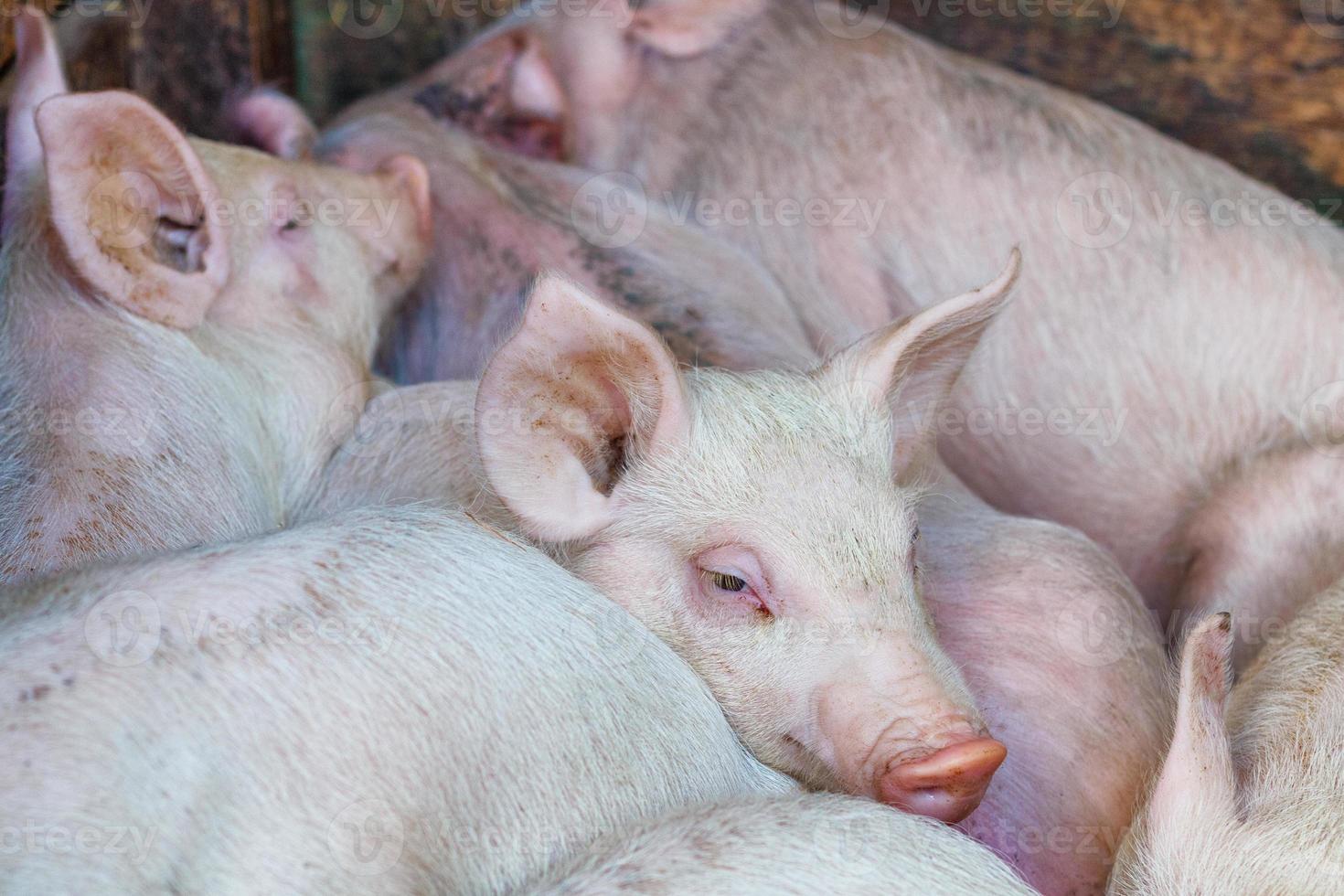 pink piglets on each other, pig farm photo