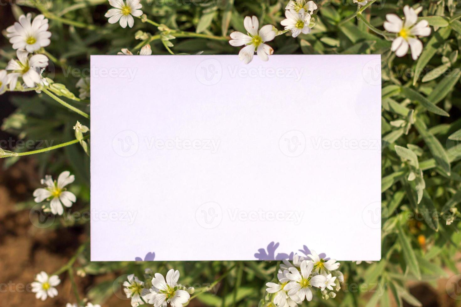 Nature concept. Layout with texture a green leaf close-up. Background with Leaves  and white frame photo