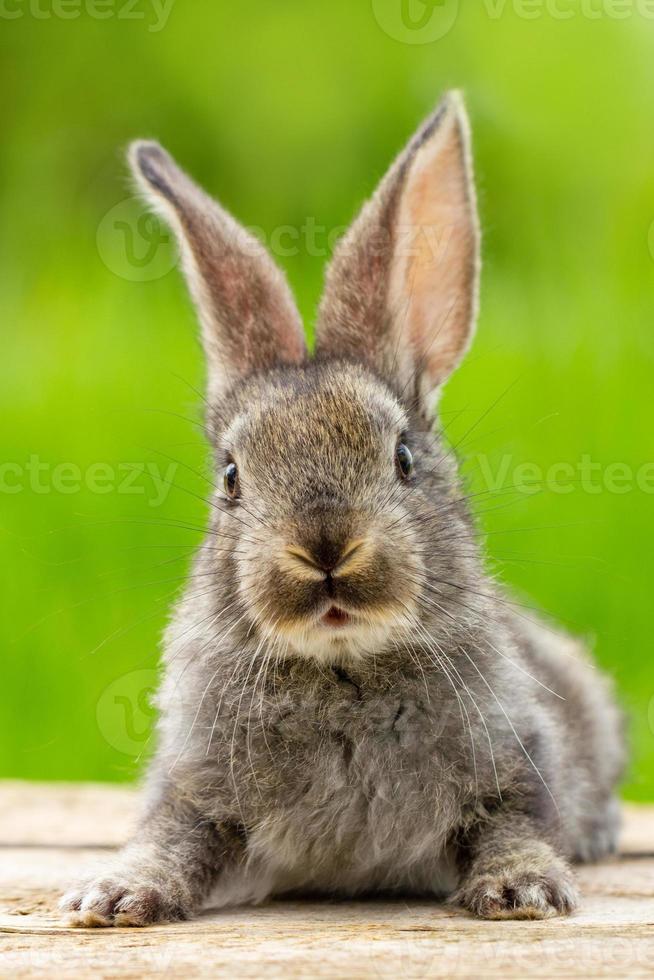 retrato de un lindo conejo gris esponjoso con orejas sobre un fondo verde natural foto