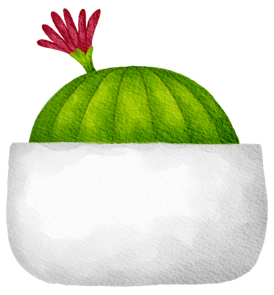 Cactus succulent plant watercolor png