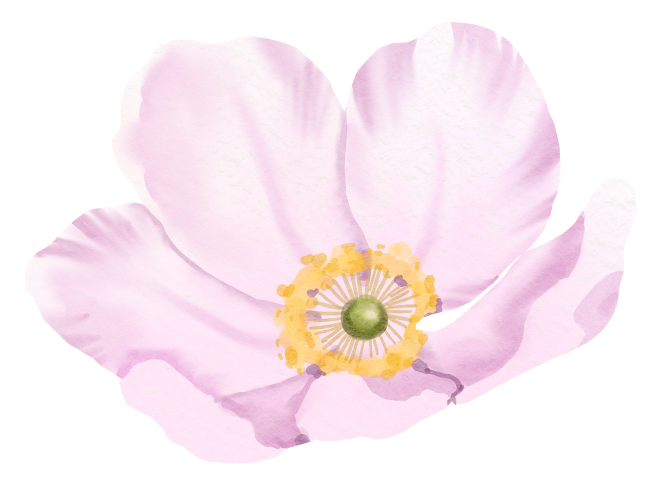 waterverf bloemen botanisch hand- verf png