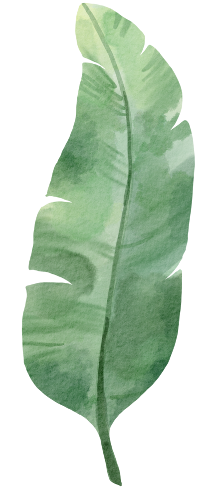 foliage watercolor leaf hand painted png