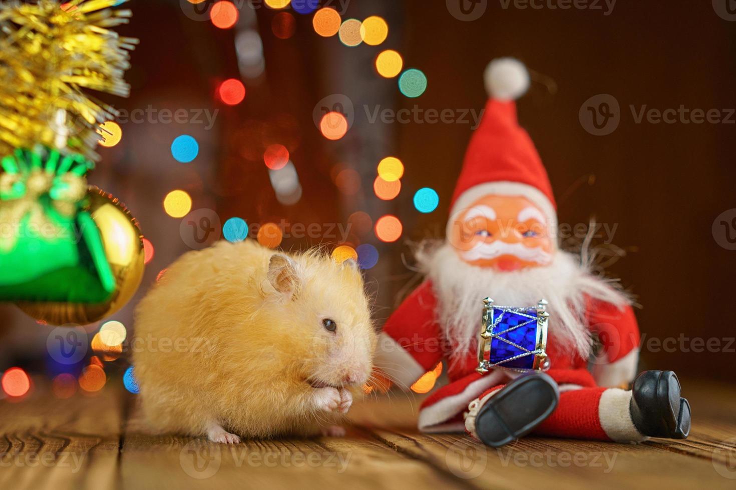 cute fluffy hamster and Santa Claus on wooden background bright bokeh festive atmosphere photo