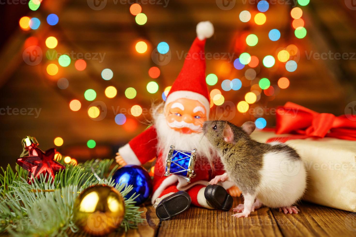 happy rat on with Santa Claus and gift on wooden background multicolored bokeh photo