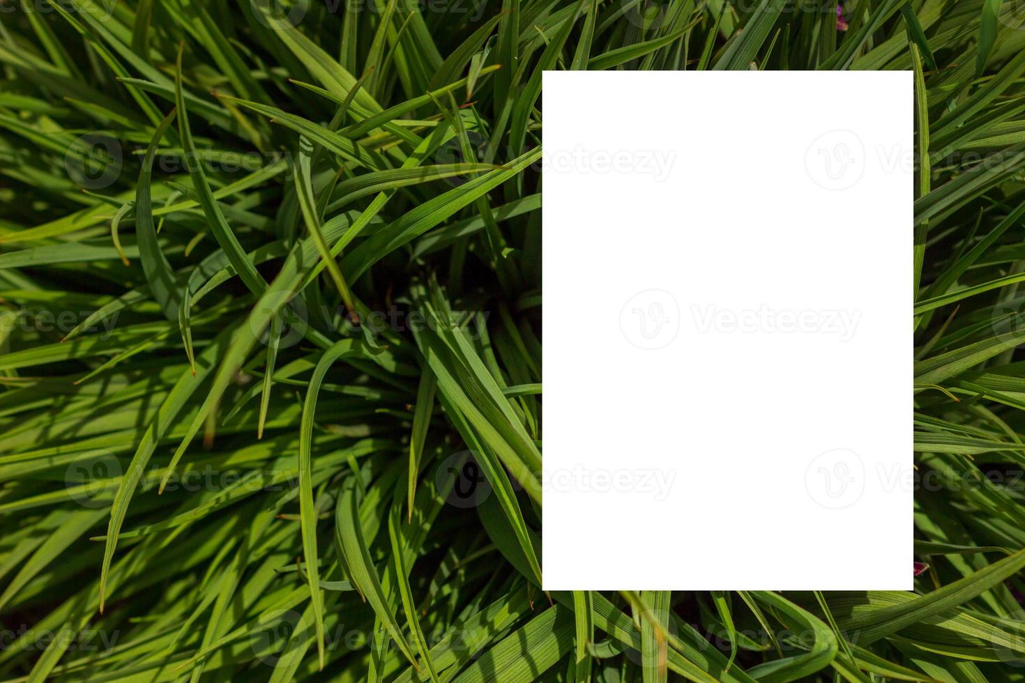 Nature concept. Layout with texture a green leaf close-up. Background with Leaves  and white frame photo