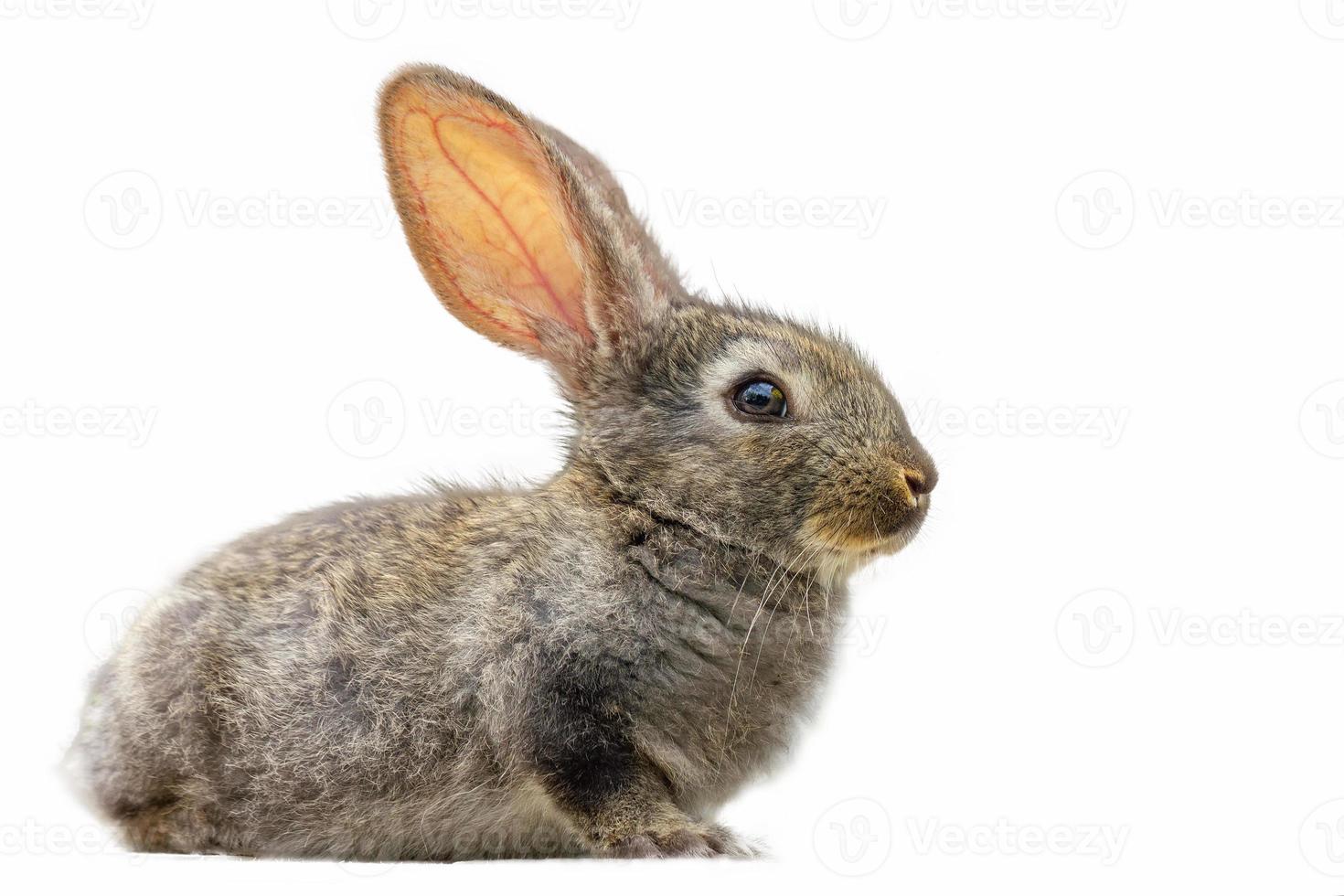 cute fluffy grey rabbit on white isolated background photo