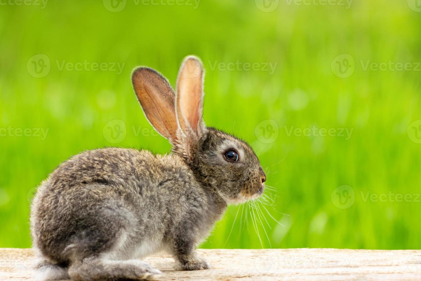 retrato de un lindo conejo gris esponjoso con orejas sobre un fondo verde natural foto