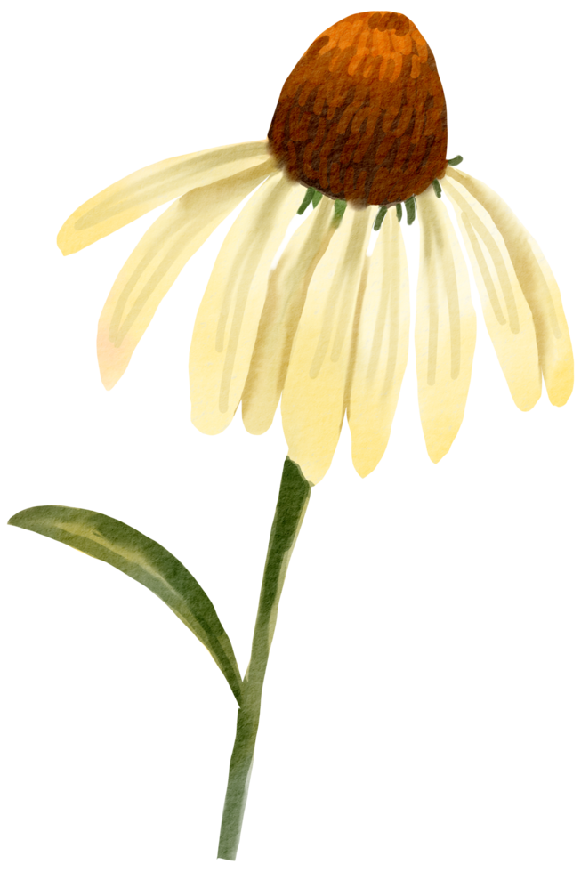 Watercolor Floral Botanical hand paint png