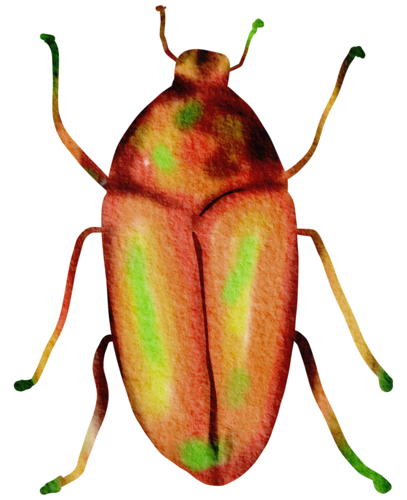 bogue aquarelle insecte peint à la main png