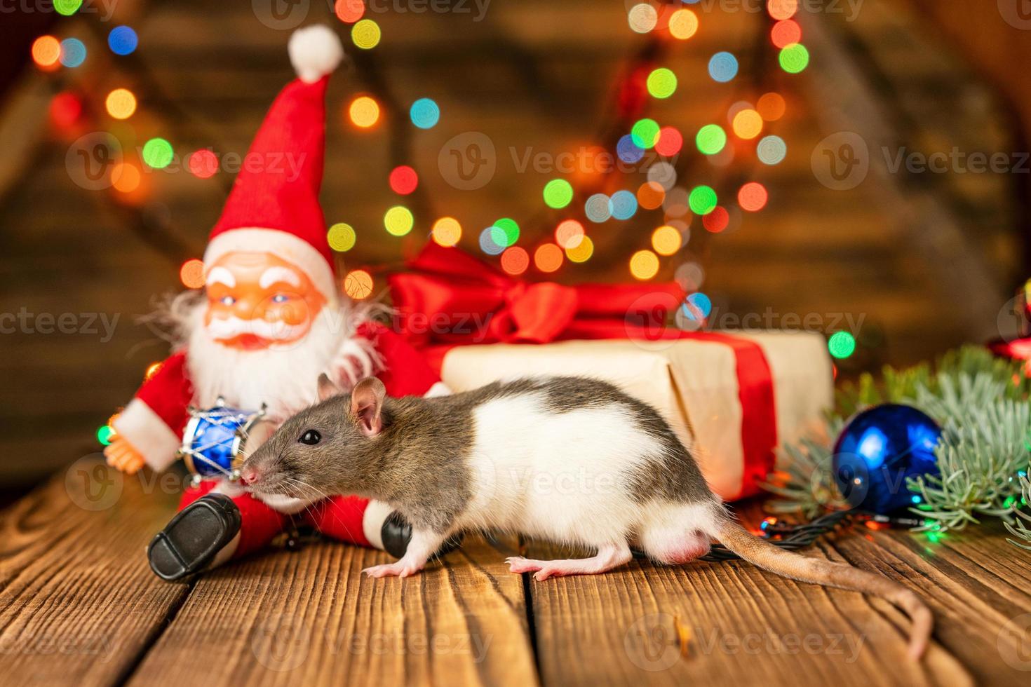 happy rat on with Santa Claus and gift on wooden background multicolored bokeh photo