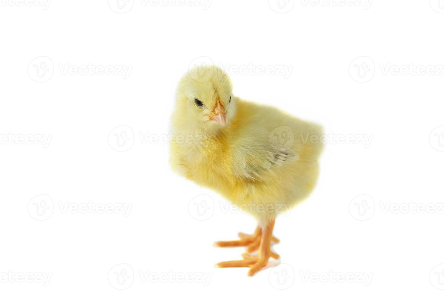 yellow cute chick on a white background isolation. photo