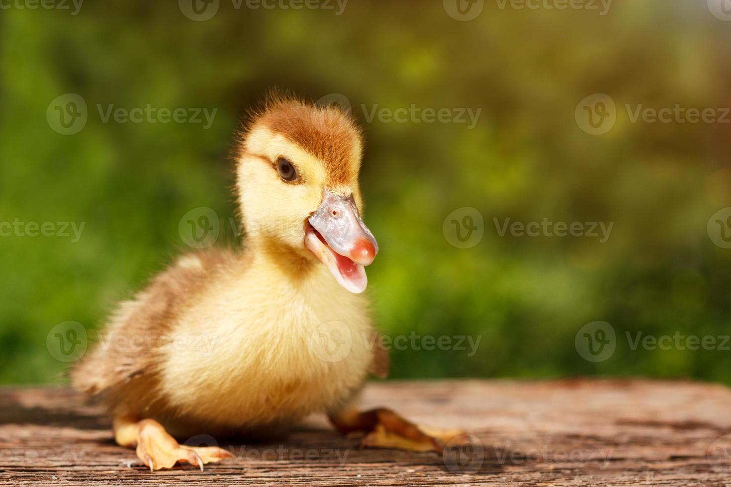 Small cute duckling on the background of green nature photo