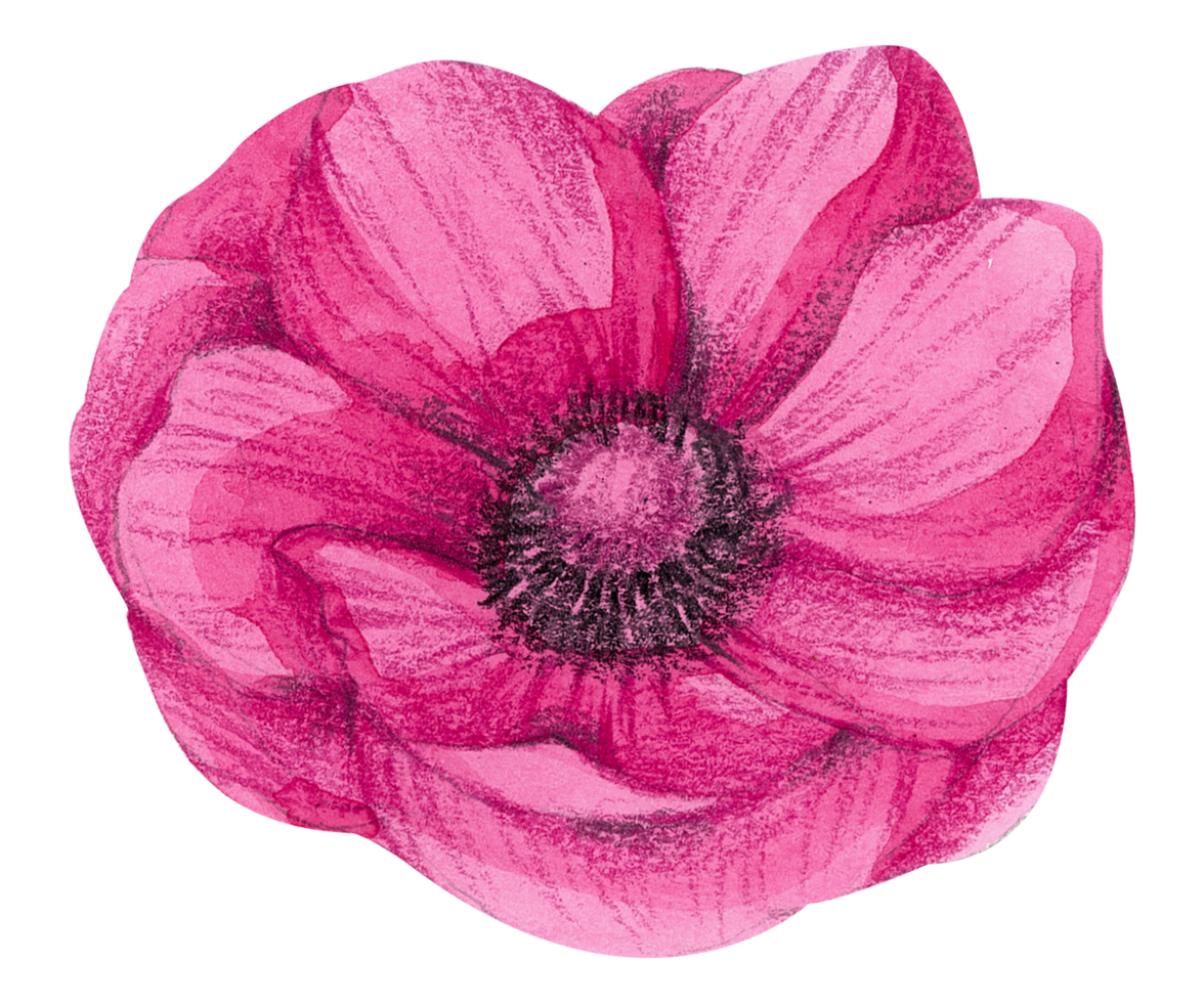 Watercolor Floral Botanical hand paint png