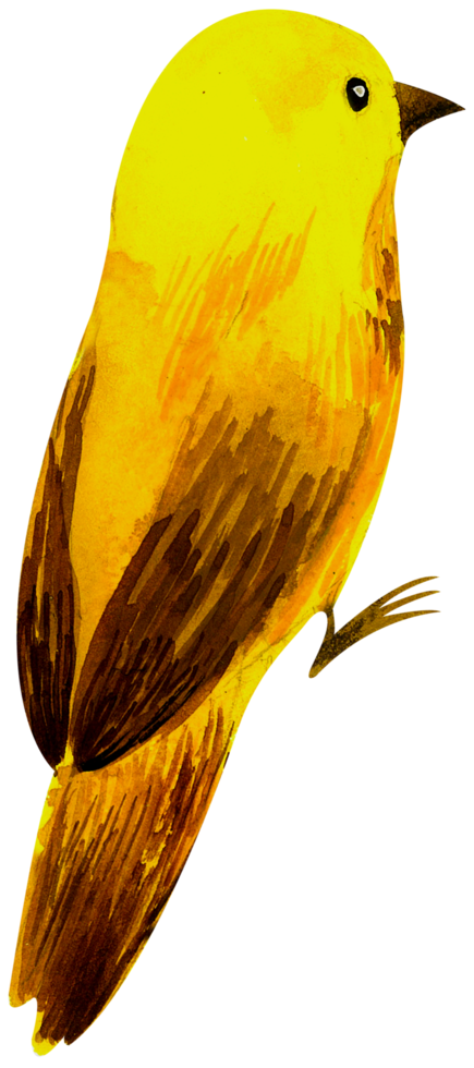 Little Bird watercolor hand paint png