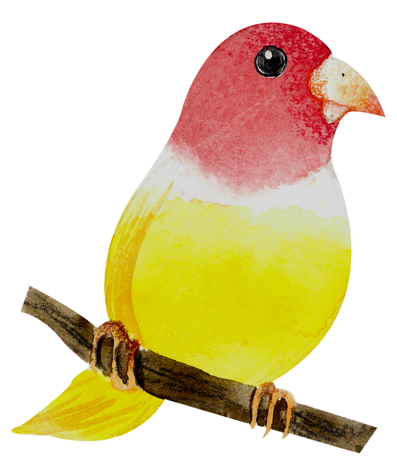 kleiner Vogel Aquarell Handfarbe png