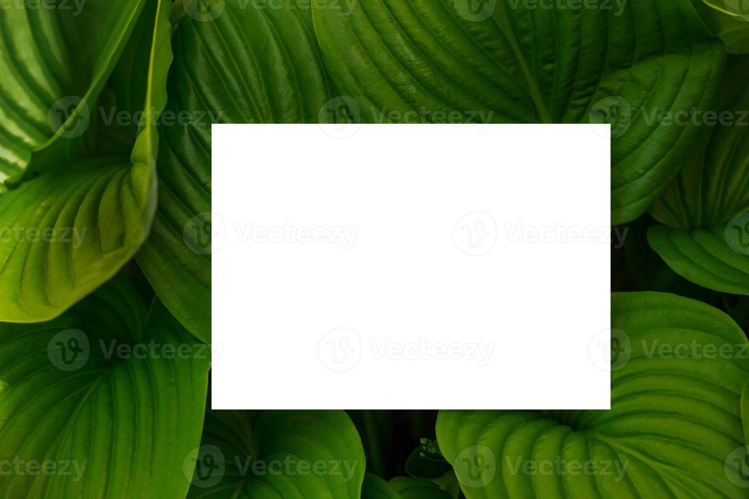 Nature concept. Layout with texture a green leaf close-up. Background with Leaves  and white frame photo