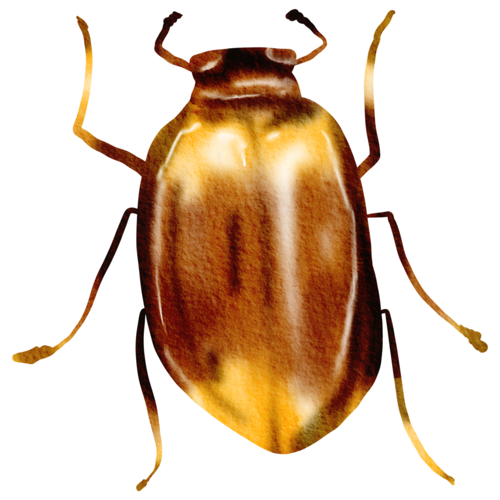 insecto acuarela insecto pintado a mano png