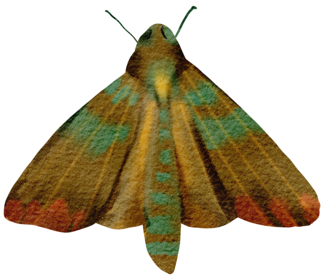 butterfly watercolor insect hand painted png