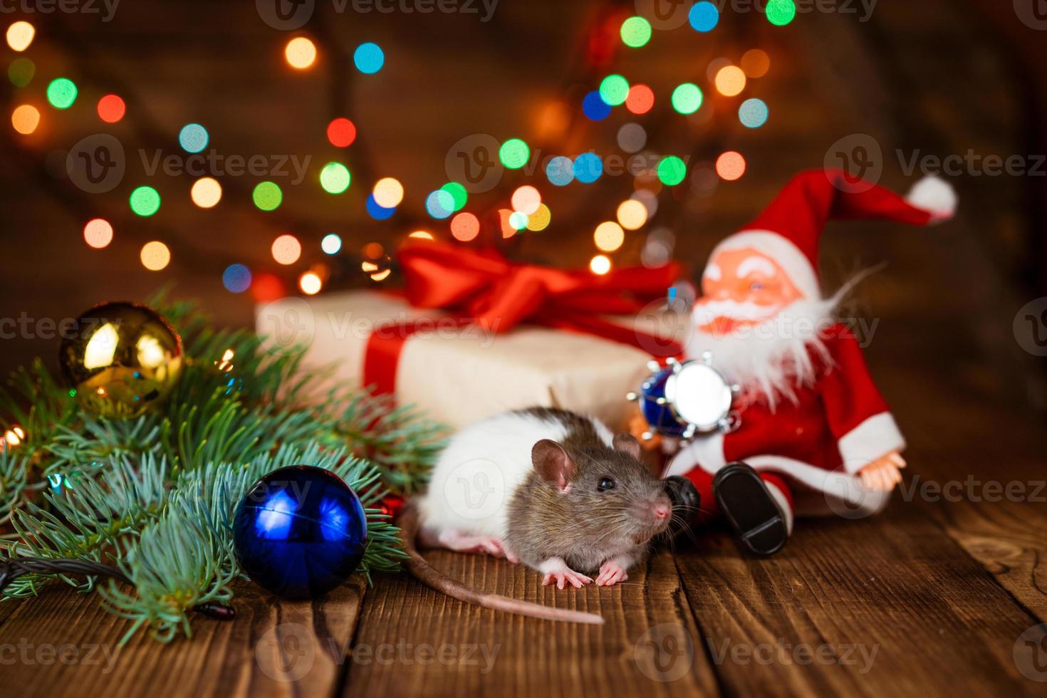 Cute pet rat in new year's decor. Cute rat is sitting santa claus toy, next photo