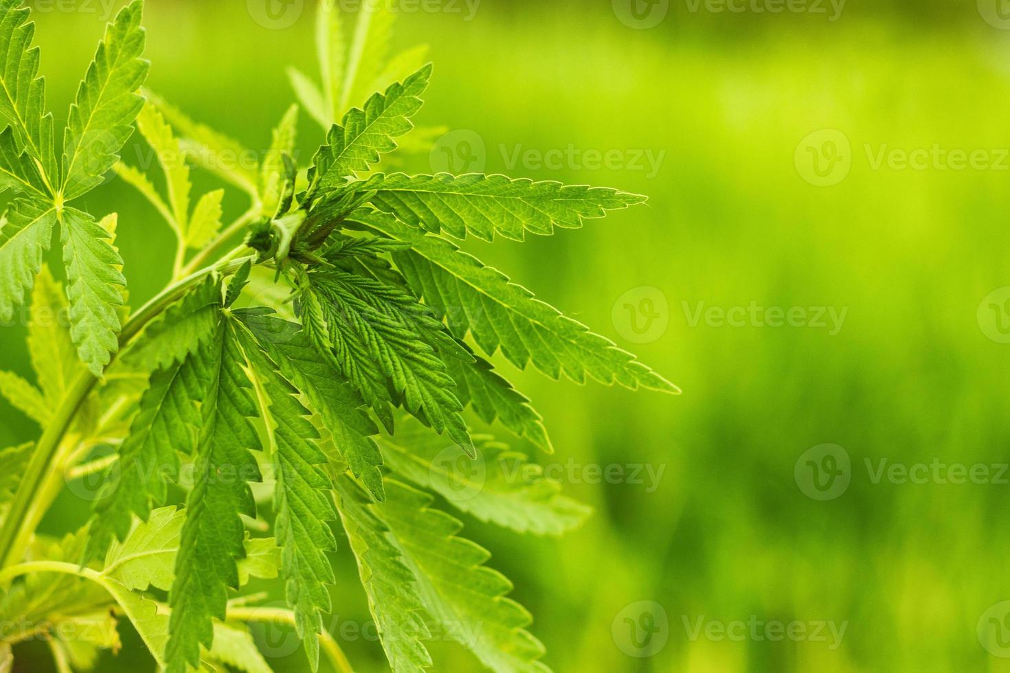 green cannabis Bush, medical marijuana closeup photo