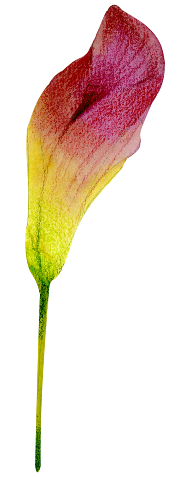 Watercolor Floral Botanical hand paint png