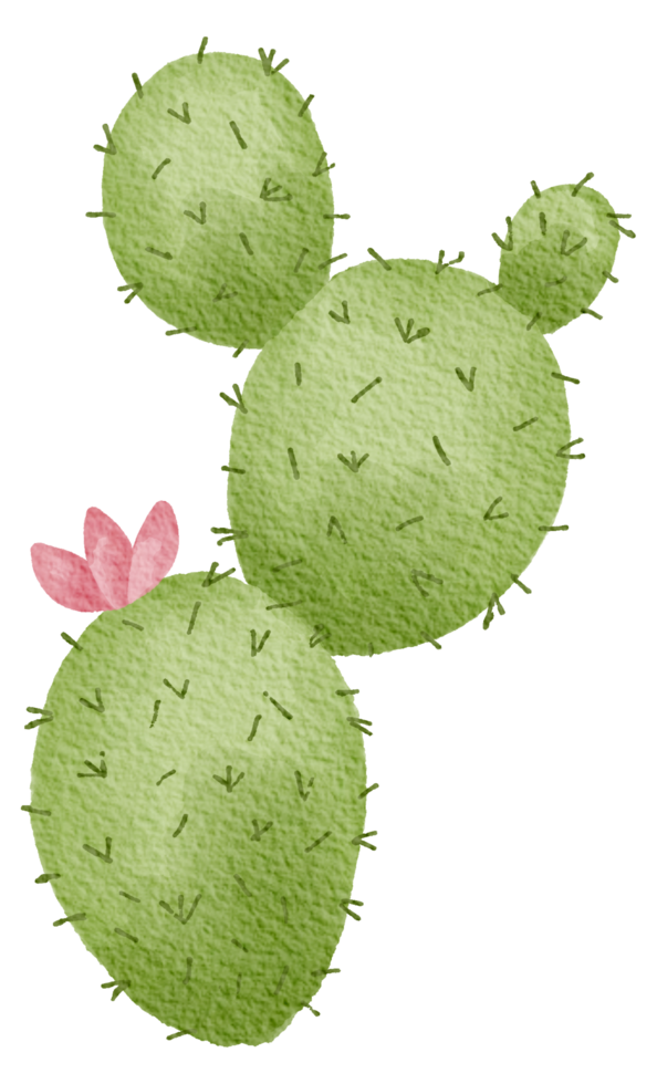 Cactus succulent plant watercolor png