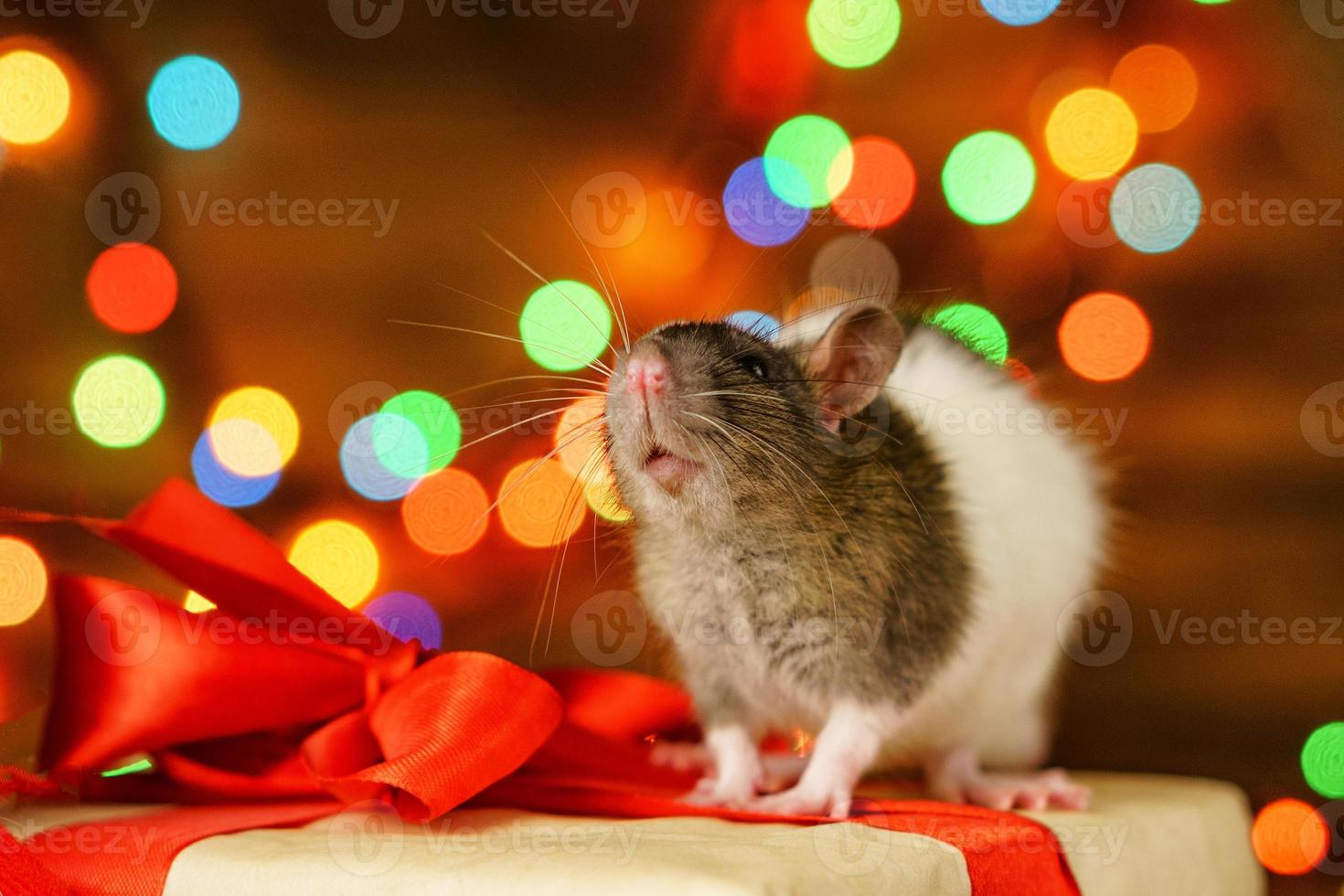 portrait of a rat with a gift on a new year background with bokeh photo