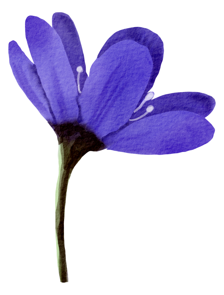 Watercolor Floral Botanical hand paint png