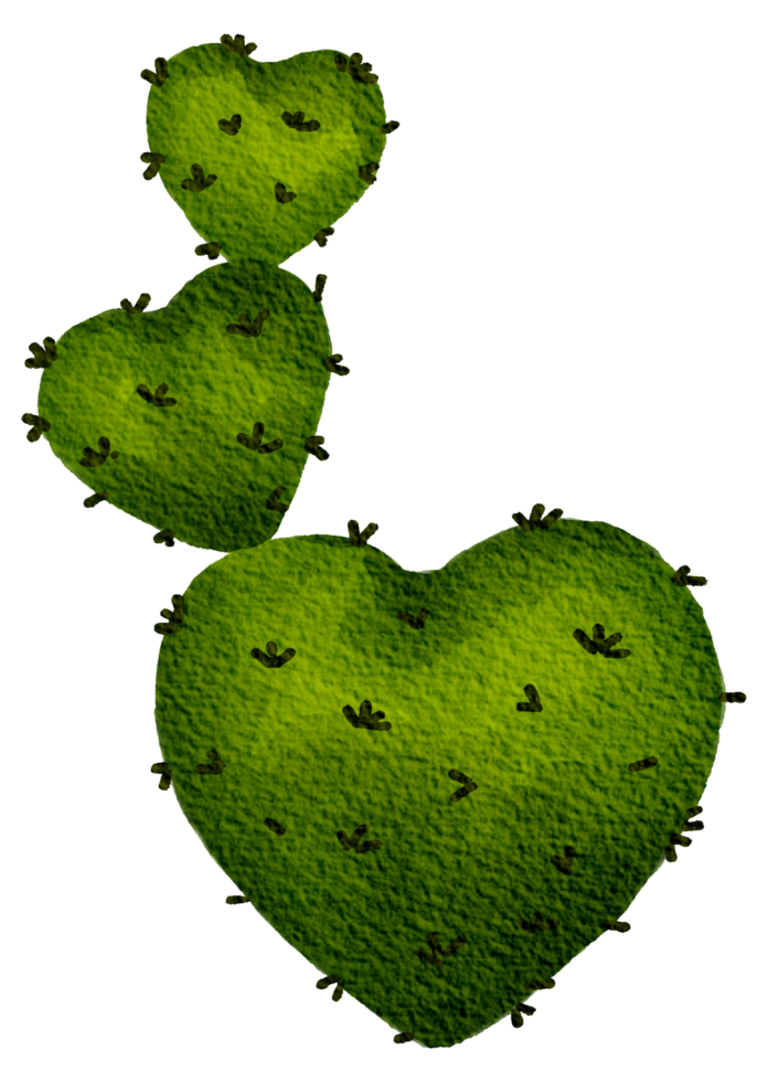 Cactus succulent plant watercolor png