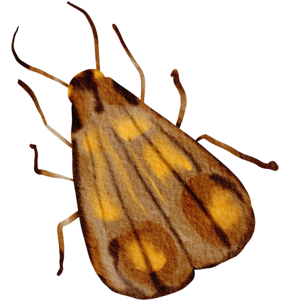 kever waterverf insect hand- geschilderd png