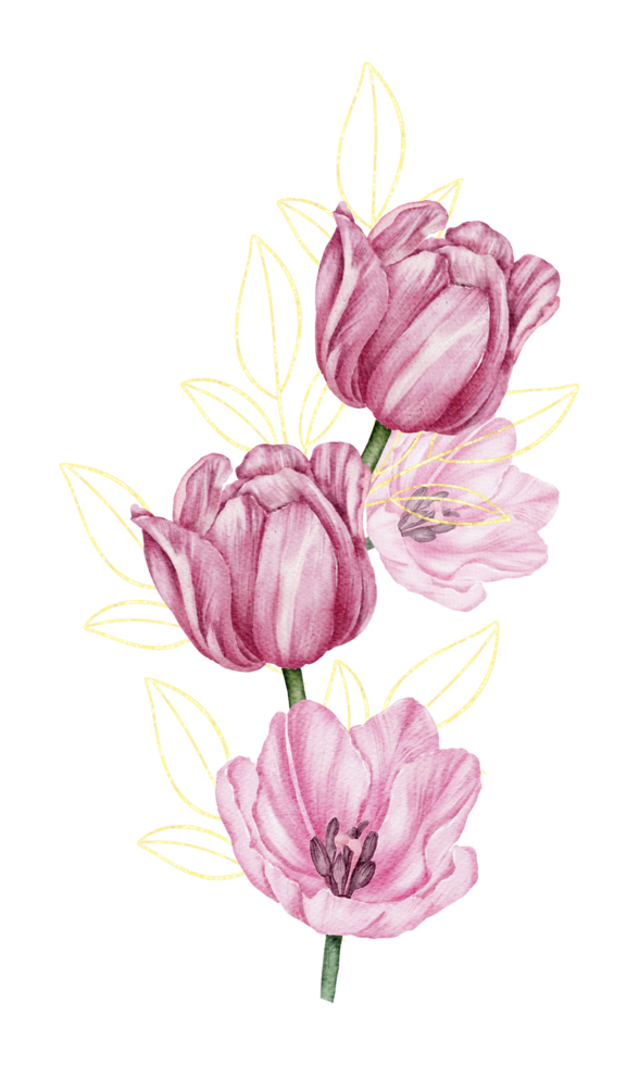 tulipa rosa botânica floral aquarela png