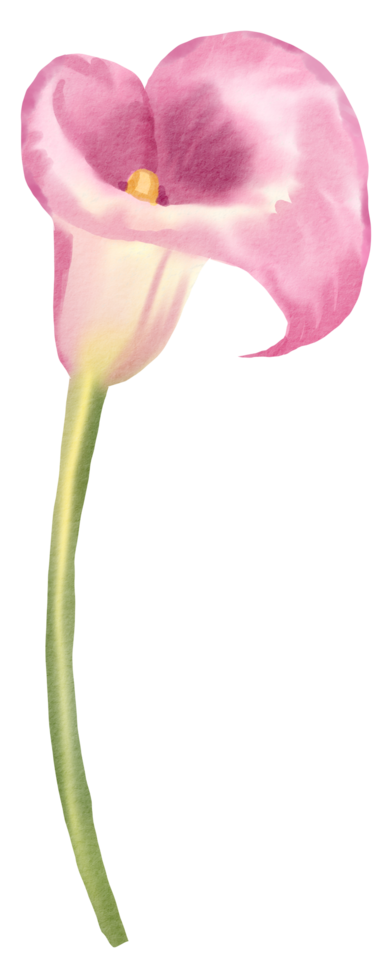 waterverf bloemen botanisch hand- verf png