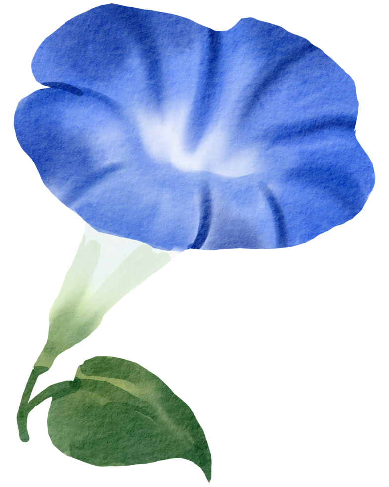 Watercolor Floral Botanical hand paint png