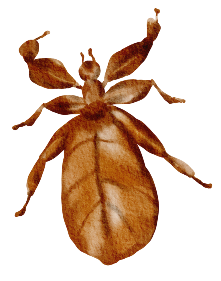 insecto acuarela insecto pintado a mano png