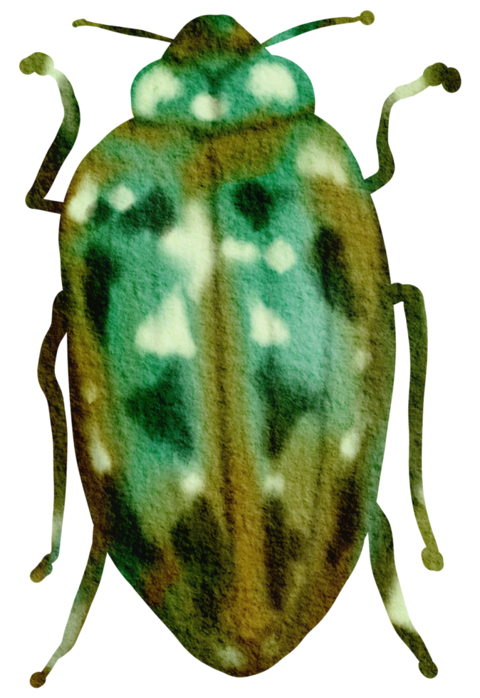 insecto acuarela insecto pintado a mano png