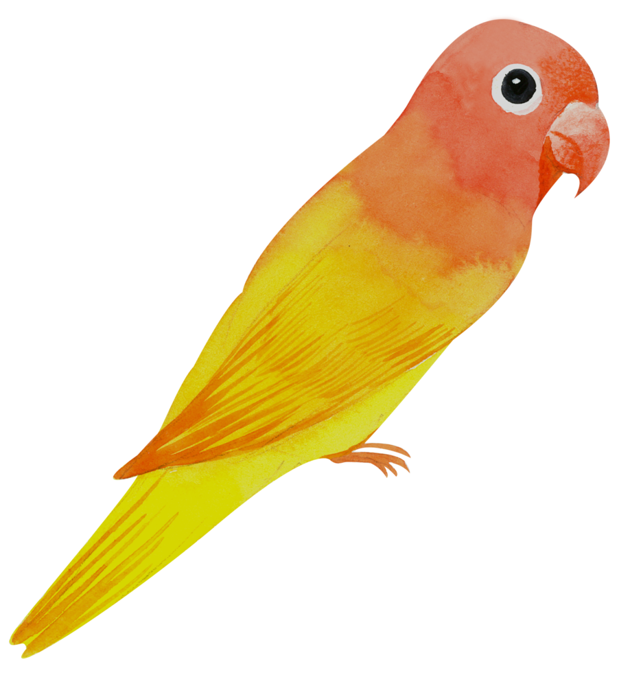 pintura de mano de acuarela de pajarito png