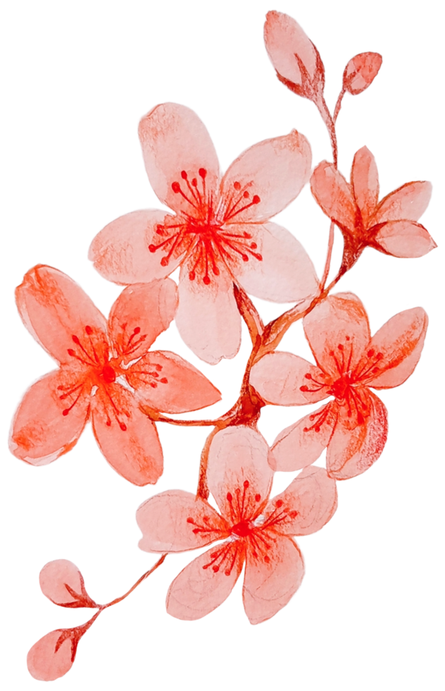 pintura à mão botânica floral aquarela png