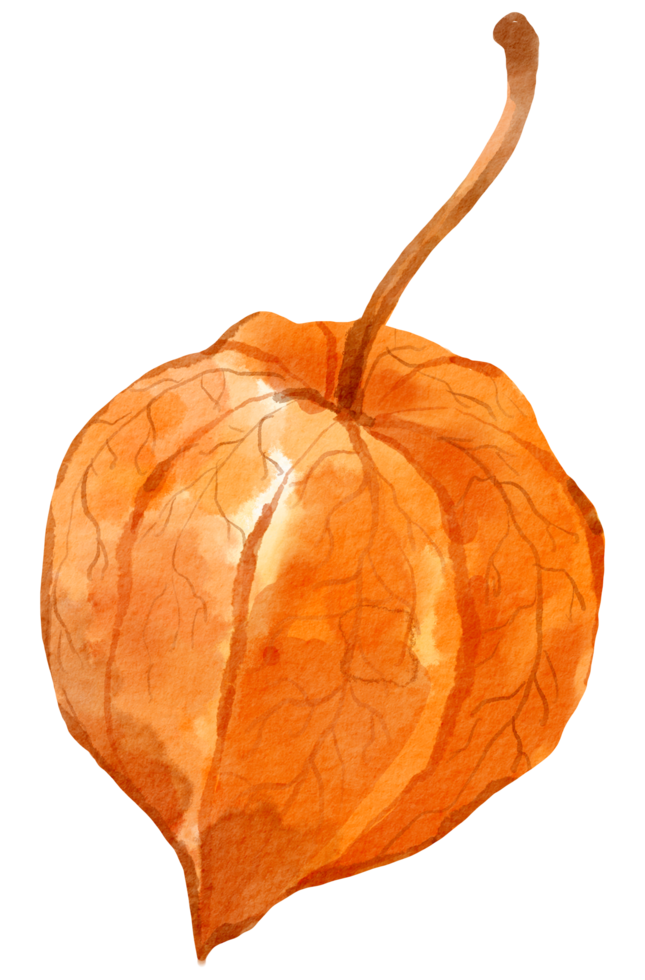 Autumn Fall leaf plant watercolor png