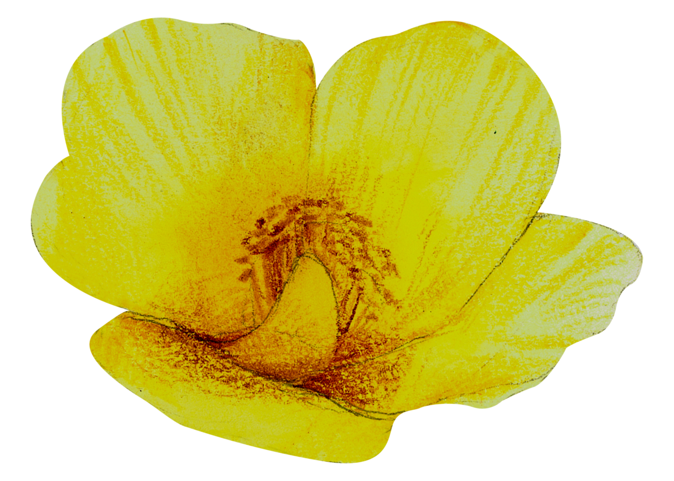Watercolor Floral Botanical hand paint png