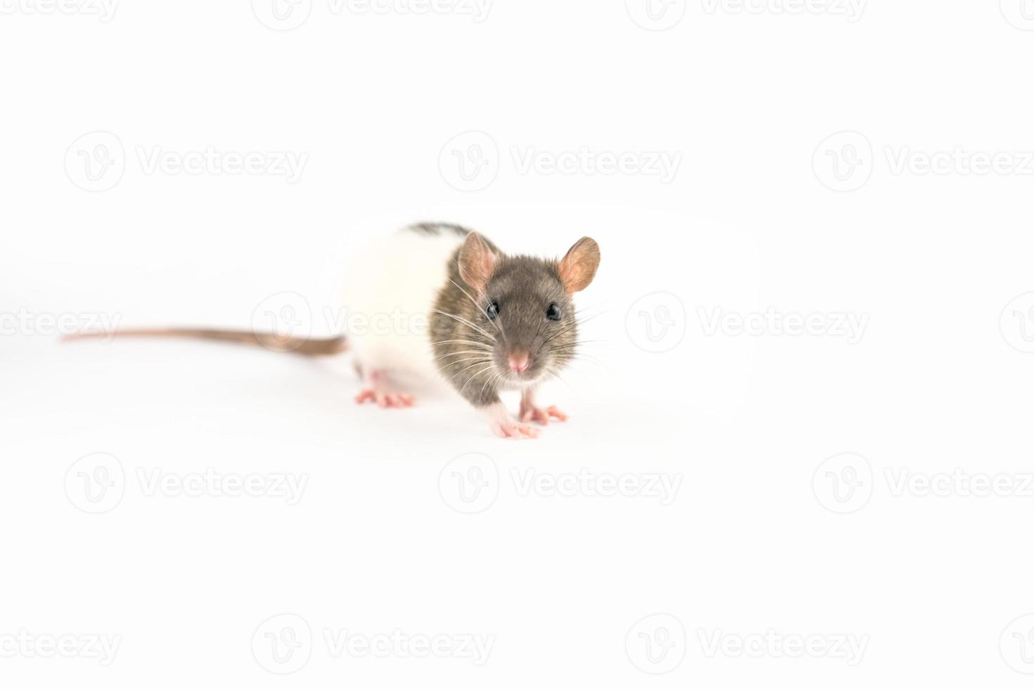 beautiful rat white-gray color on white background is isolated photo