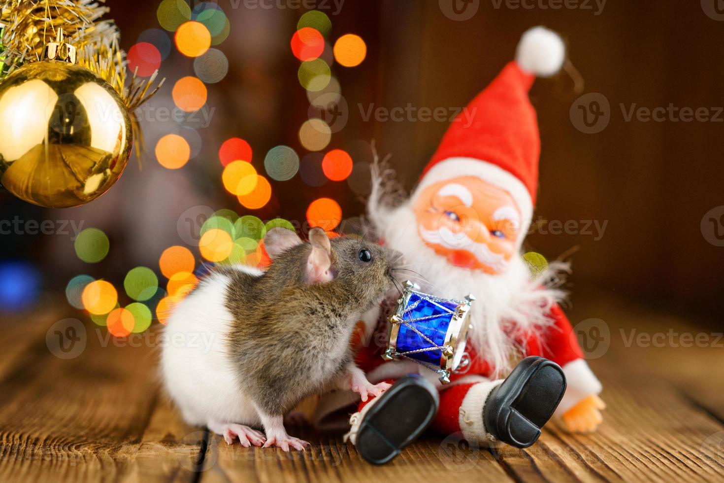 cute rat in Christmas decor, Santa Claus and bokeh photo