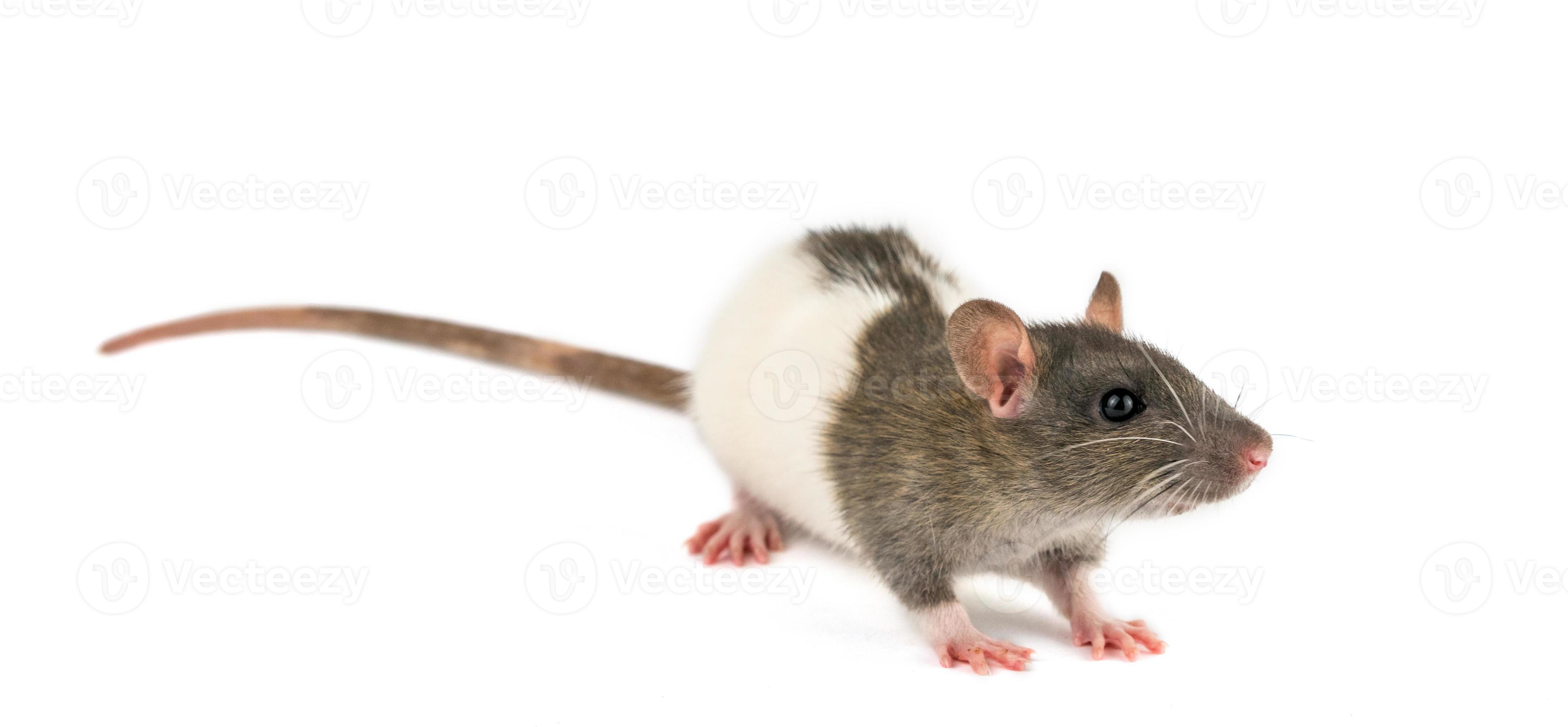 White rat pet cheap