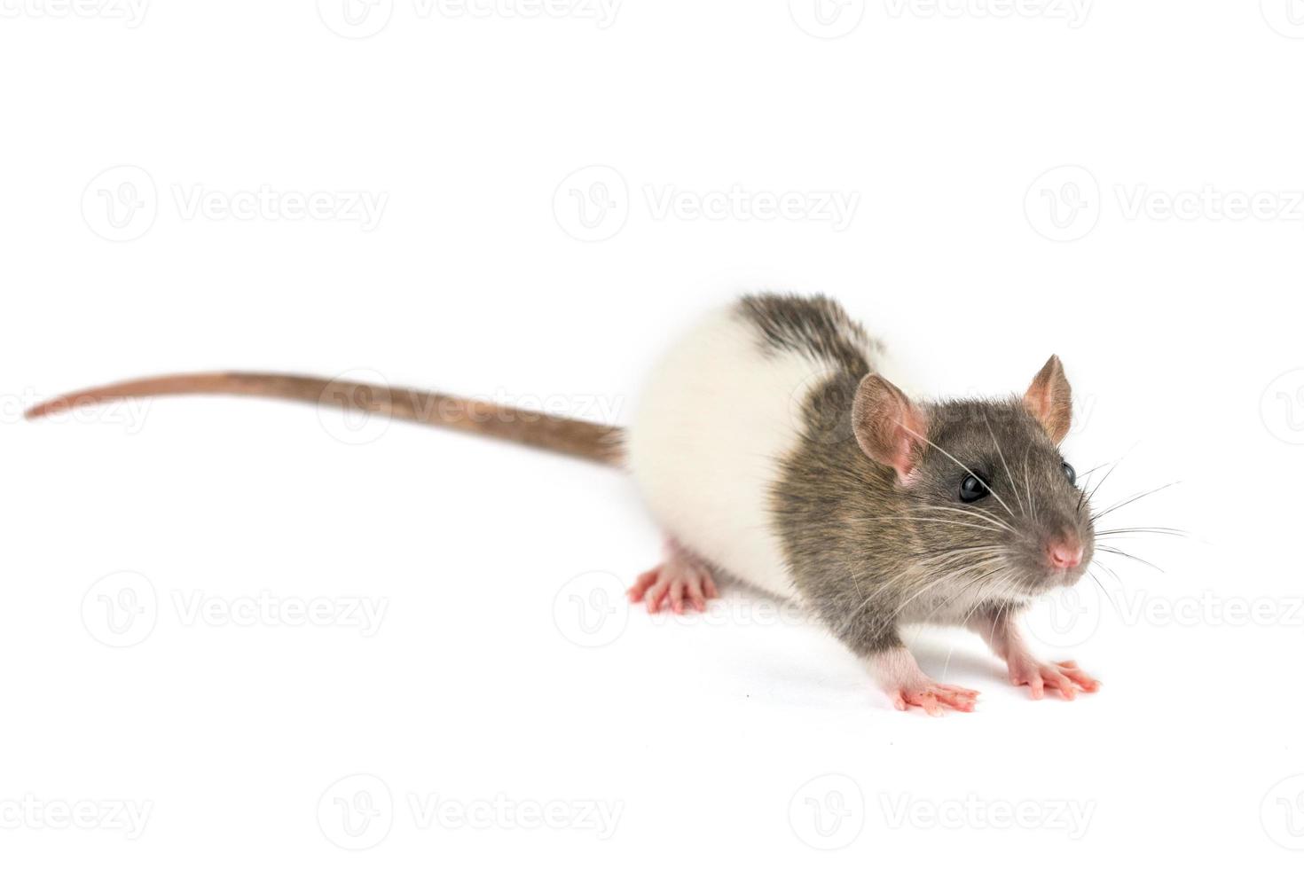 portrait of a pet rat on a white background is isolated photo